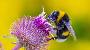 Birds and Bees Event for Children Tuesday 30th May