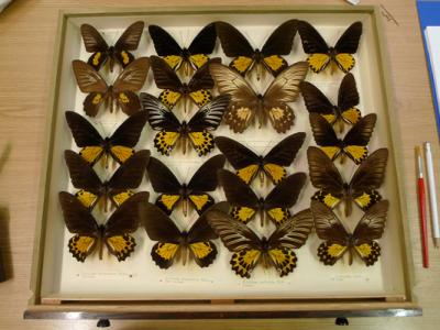 Small Grant Big Improvement Funds Butterfly Conservation Project