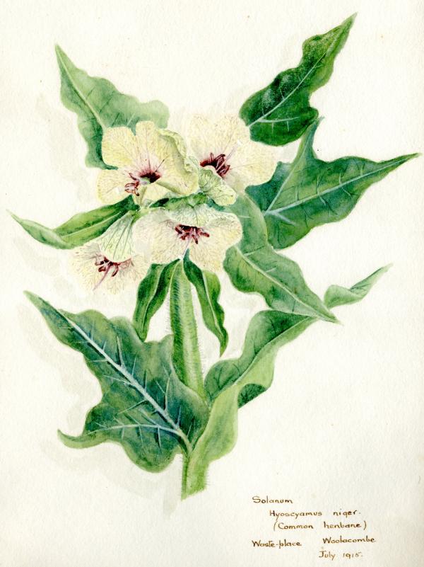 The Botanical Diary of a Country Lady; Watercolours by Clara Peters of Arlington Court