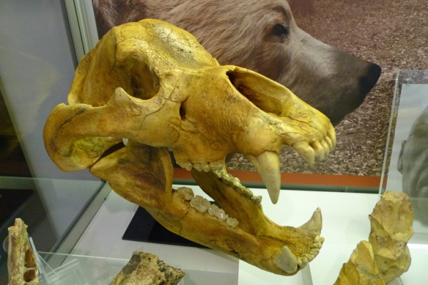 New Aquisitions to the Prehistory Handling Collections