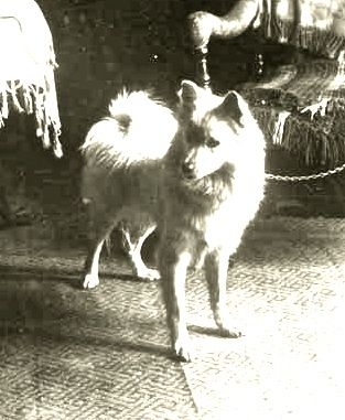 And the Dog!