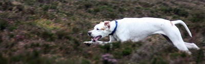 Image by Pat Malek - Barnstaple Camera Club