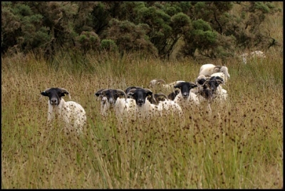 Follow my leader by Sue James