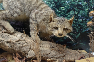 Scottish Wild cat