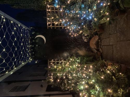 Christmas Lights at Topsham Museum