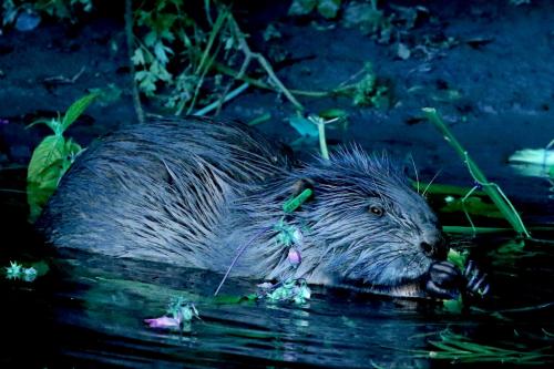 Returning the Eurasian beaver to Devon   Mark Elliot