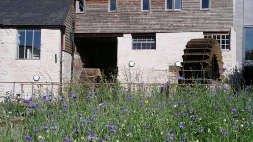Discover Cricklepit Garden