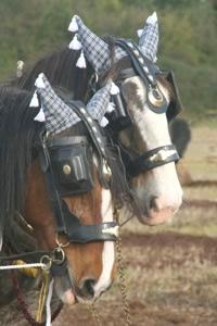 The Western Counties Heavy Horse Society Annual Working
