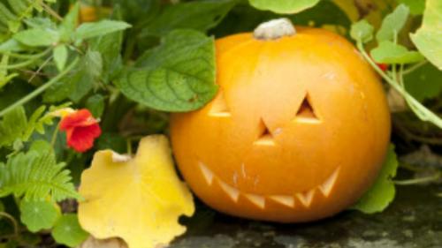 Pumpkin carving and Halloween walk