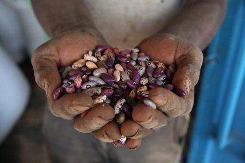 Talk and QandA with Hannes Dempewolf, from the Crop Trust