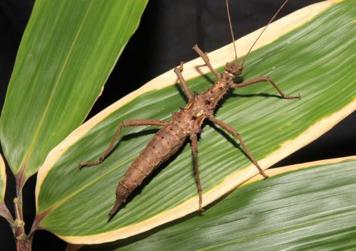 Explore Mini Beasts with Exmoor Zoo