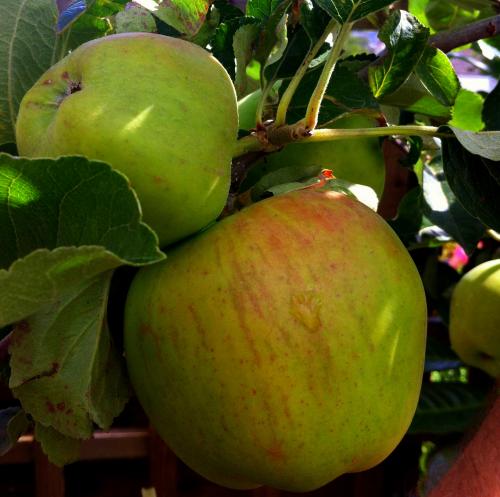 Market Gardening in Topsham