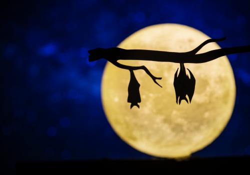 Half term: Cave Critters Underground Party