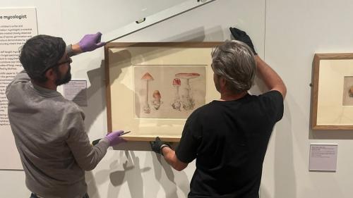 Beatrix Potter and Mycology with VandA curator of Illustration Annemarie Bilclough