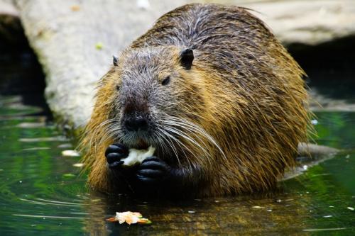 The Superhero Beaver and other Beaver Tails