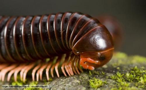 Wild About Plymouth:  Bugs on the Move