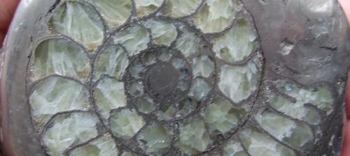 Lyme Regis Fossil Festival