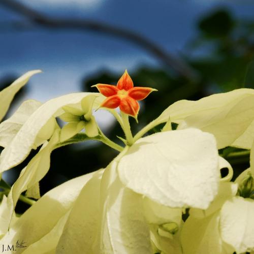 Photographs by Julia McKelvey