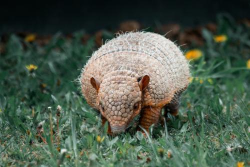 Half term: Underground Beasties