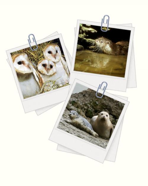 Wildlife Photography Competition