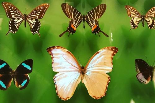 The Wild Escape  Nature Illustrations