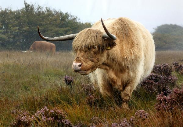 North Devon in Photographs