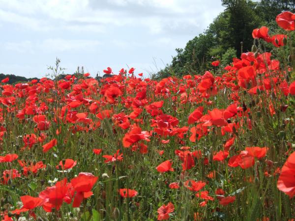 War Came to Topsham:  a Commemoration on the Centenary of the Armistice