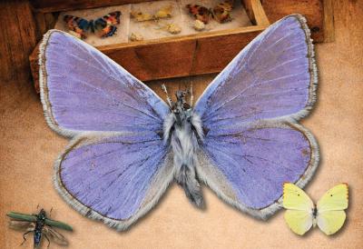 Insects Uncovered: Biodiversity in Newton Abbot Exhibition