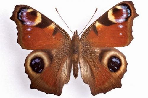 Short course   On the wing: beautiful butterflies