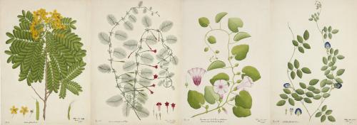 Beasts, Botanicals and the British Empire: Natural history drawings at the RAMM