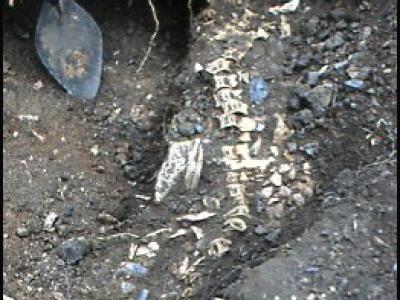 Archaeological evidence of fish in the diet of the Berry Head garrison