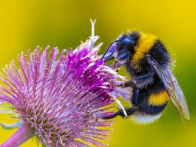 Birds and Bees Event for Children Tuesday 30th May