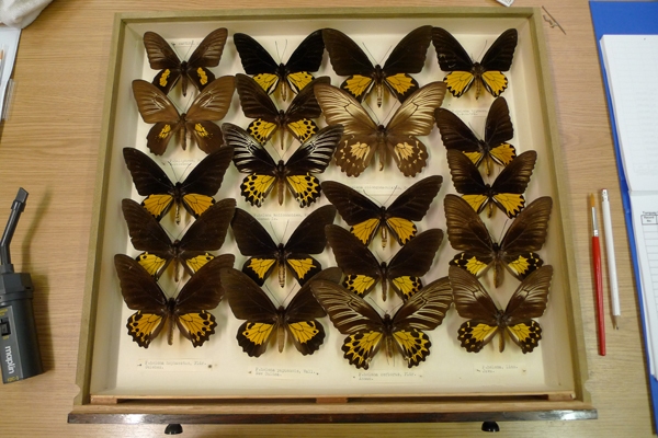 Small Grant Big Improvement Funds Butterfly Conservation Project