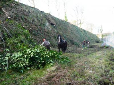 Heavy Horses remove trees from Crownhill Fort