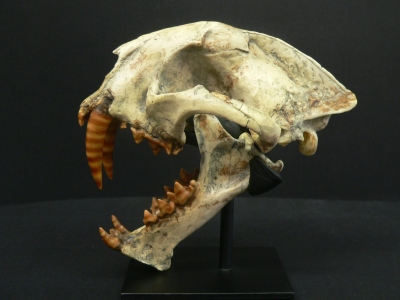 Skull of Dinictis a 35 million year old sabre-toothed cat